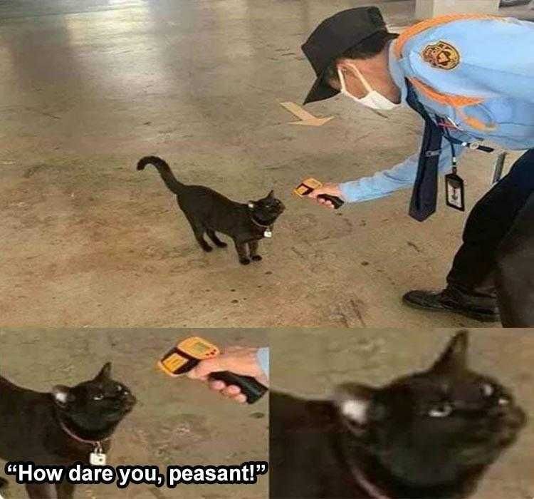 Top 24 Funny Animal Memes Of The Day_603669Dfbe24D.jpeg Animals Being Funny Pics Temp Check