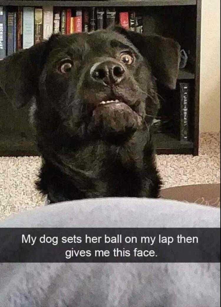 Top 24 Funny Animal Memes Of The Day_603669E384Cb0.Jpeg Animals Being Funny Pics Not Gonna Throw Itself Look