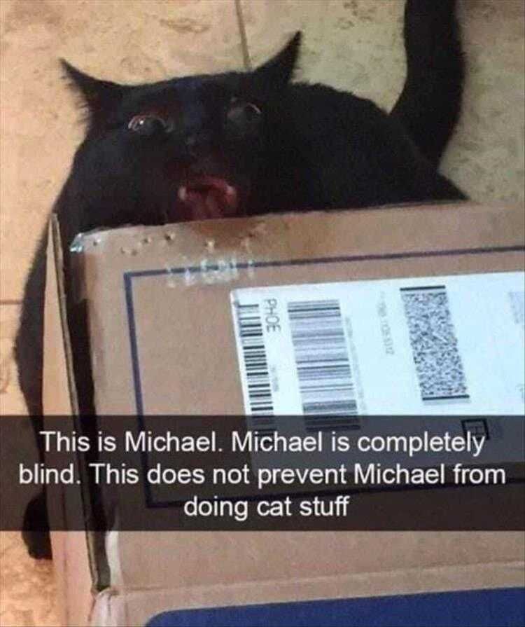 Top 25 Funny Animal Memes Of The Day_6022A35Dea888.Jpeg Hysterical Animal Pictures With Captions Sensing Cardboard
