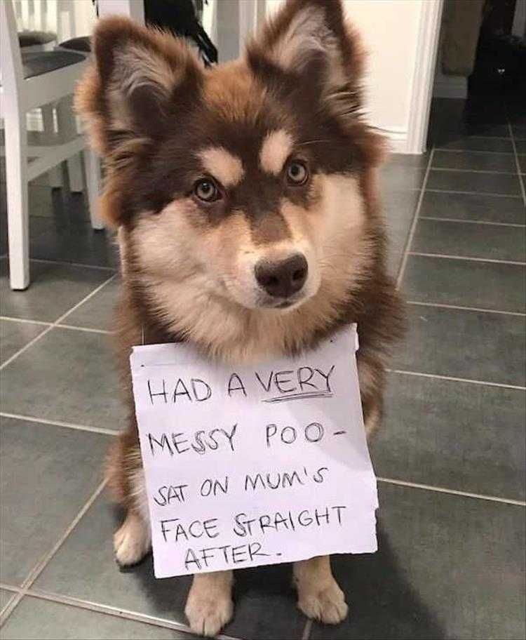 Top 26 Funny Animal Memes Of The Day_601D5D5D5A9Be.jpeg Funny Animal Images With Caption Communicating