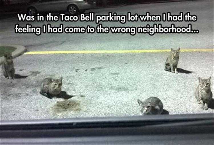 Top 26 Funny Animal Memes Of The Day_601D5D5Eba255.Jpeg Hilarious Animal Images That Being Eyeballed Feeling