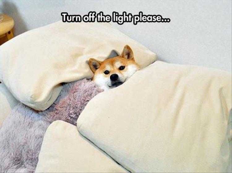 Top 26 Funny Animal Memes Of The Day_601D5D5F1A613.Jpeg Hilarious Animal Images A Simple Request