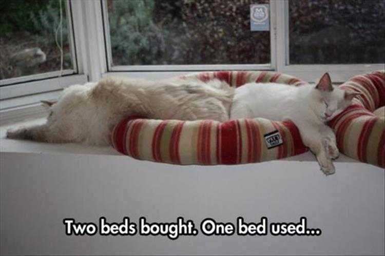 Top 26 Funny Animal Memes Of The Day_601D5D5Fc2D58.Jpeg Funny Animal Images With Caption Sharing Is Caring