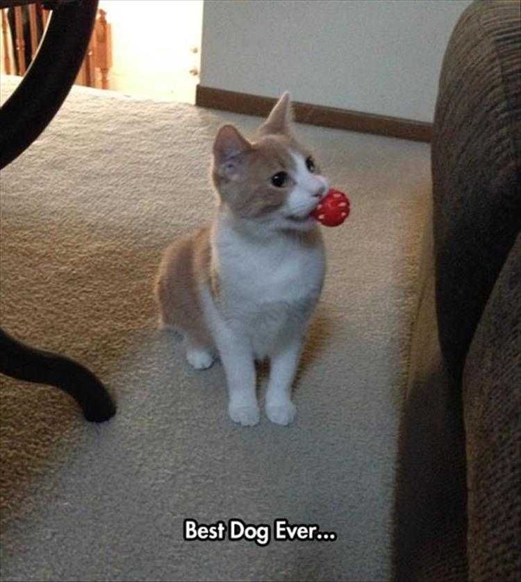 Top 26 Funny Animal Memes Of The Day_601D5D6012077.Jpeg Funny Animal Images With Caption Fetching Cat!