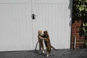 Valentines Day Is Near  Love Is In The Air