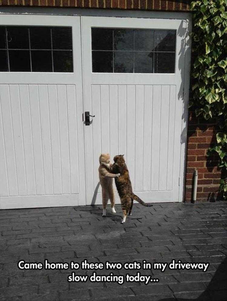 Top 26 Funny Animal Memes Of The Day_601D5D63C2E91.Jpeg Hilarious Animal Images Love Is In The Air
