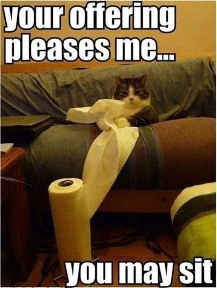 Top 26 Funny Animal Memes Of The Day_6023F4Dec12E9.Jpeg Hysterical Animal Pictures With Caption Land Seal