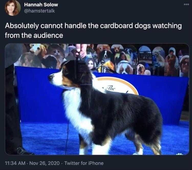 Top 26 Funny Animal Memes Of The Day_6023F4Dfa6A30.Jpeg Hysterical Animal Pictures With Captions Seeing In 2 D