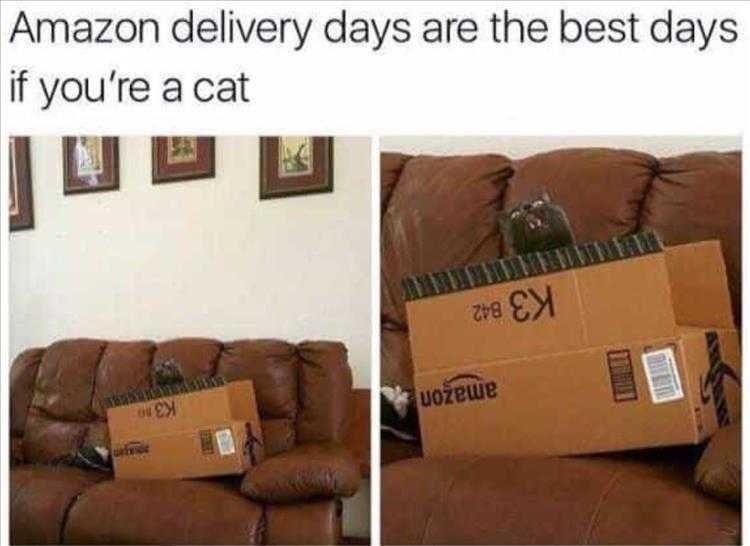 Top 26 Funny Animal Memes Of The Day_6023F4E014Efe.jpeg Hysterical Animal Pictures With Captions New Home