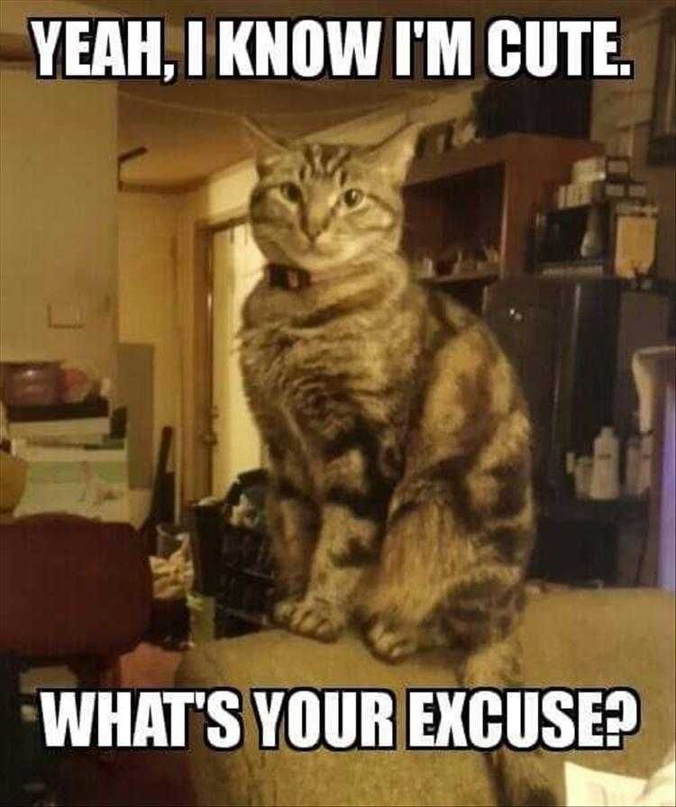 Top 28 Funny Animal Memes Of The Day_6035186172E72.Jpeg Animals Being Funny Pics Excuses