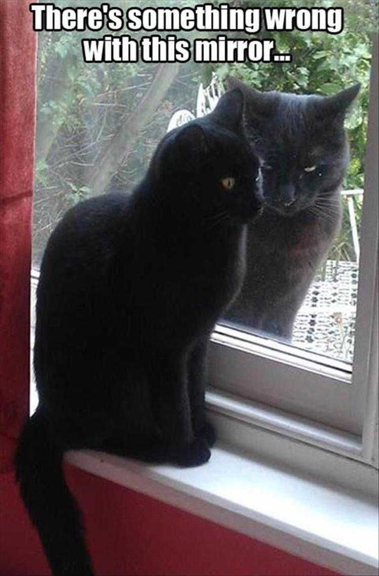 Funny Pet Images Mirror Mirror