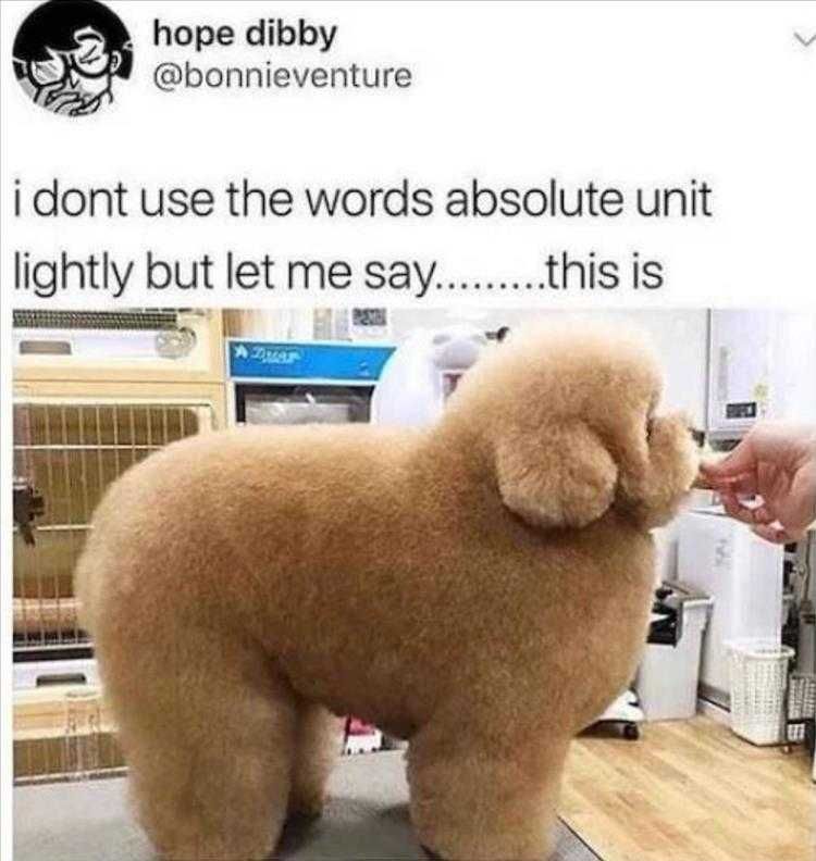 Funny Pet Images Just Pouffy