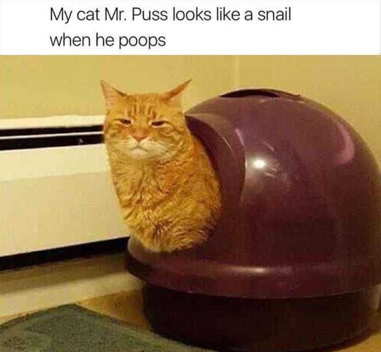 Top 33 Funny Animal Memes Of The Day_6020005A9C740.Jpeg Hilarious Animal Image Cuter Than Squatting...