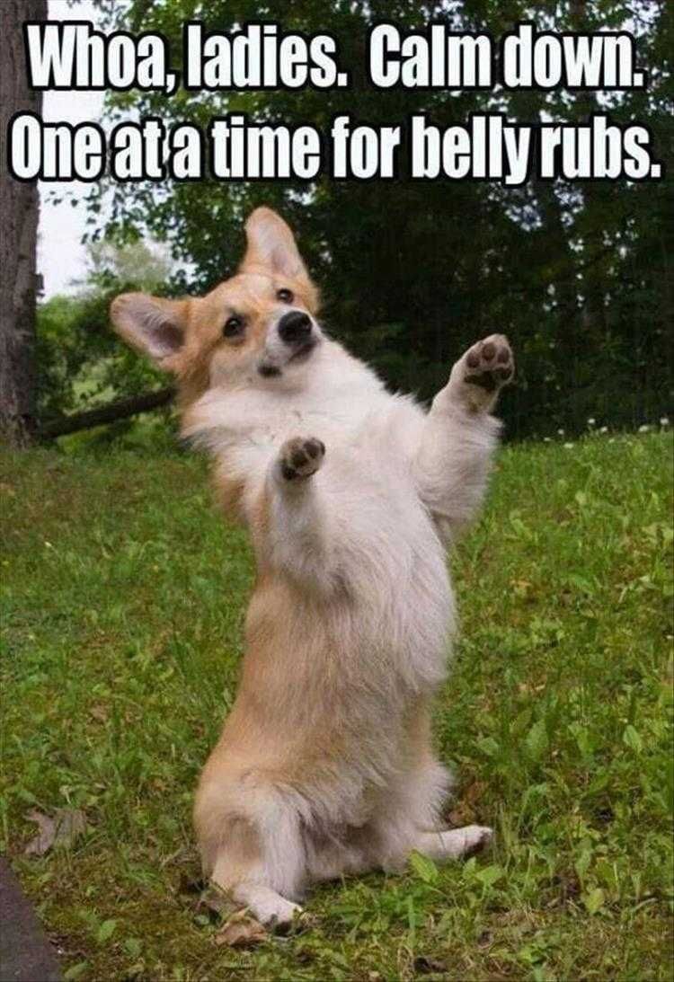 Top 33 Funny Animal Memes Of The Day_6020005C8F16B.jpeg Hilarious Animal Images Only Got Enough Belly For 1 Set Of Hands