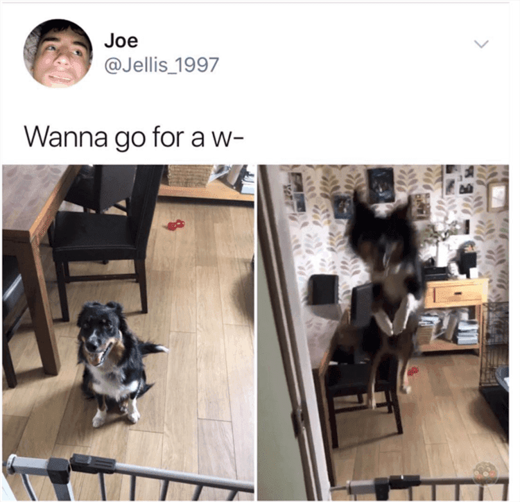 Top 33 Funny Animal Memes Of The Day_6020005D776A2.Png Hilarious Animal Images You Had Me At Wanna...