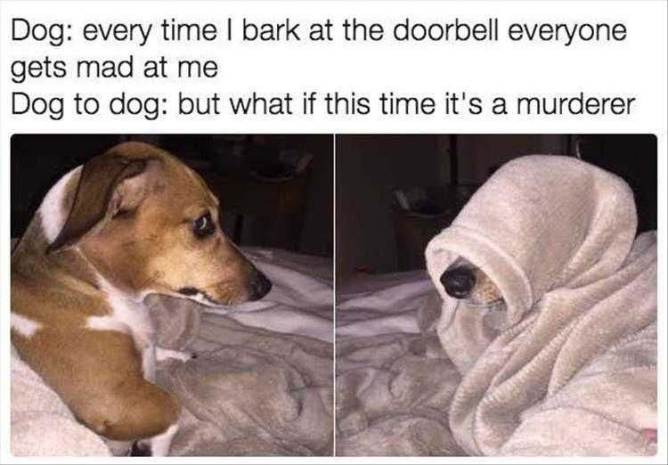 Top 35 Funny Animal Memes Of The Day_602D2F5922434.Jpeg Animals Being Funny Pictures No Good Deed Goes Unpunished