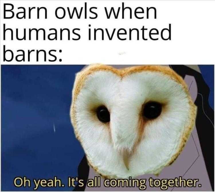 Top 35 Funny Animal Memes Of The Day_602D2F5981Fe8.Jpeg Animals Being Funny Pictures Just Had To Make Them Think It'S Their Idea