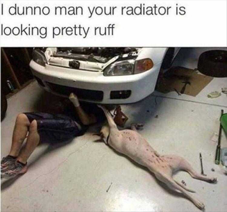 Top 35 Funny Animal Memes Of The Day_602D2F59F3Dcd.jpeg Animals Being Funny Pictures Mechanics Best Friend