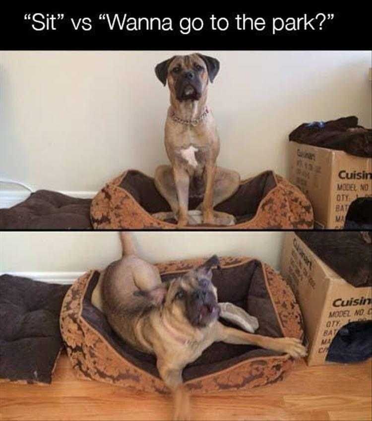 Top 35 Funny Animal Memes Of The Day_602D2F5A6C83C.jpeg Animals Being Funny Pictures Excitement