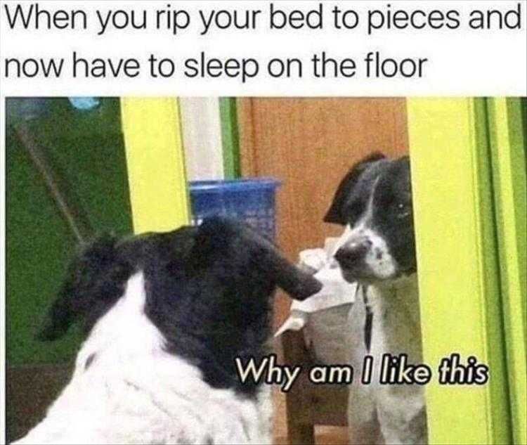 Top 35 Funny Animal Memes Of The Day_602D2F5B29370.Jpeg Animals Being Funny Pictures Self Reflection