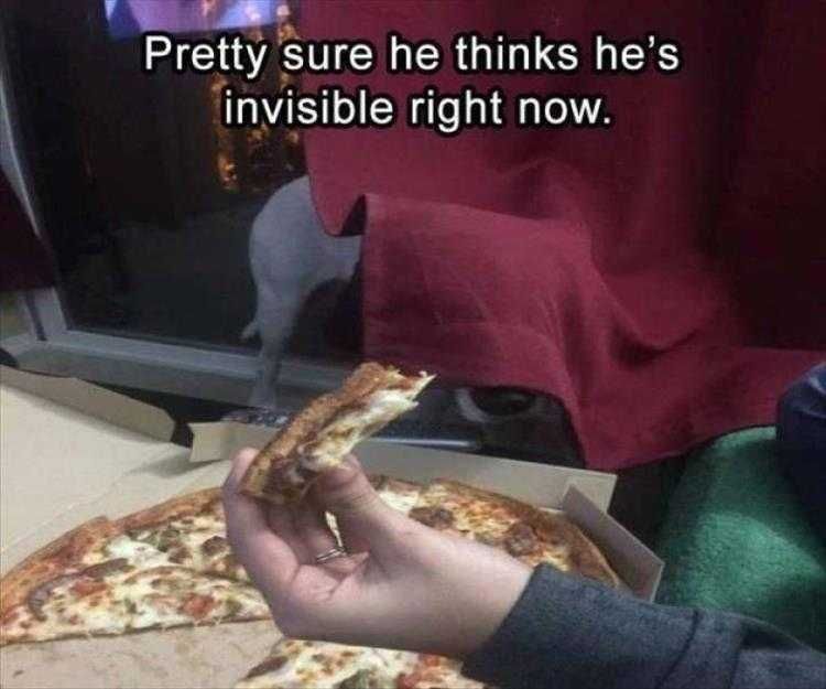 Top 35 Funny Animal Memes Of The Day_602D2F624C06C.jpeg Animals Being Funny Pictures Invisibility Cloak