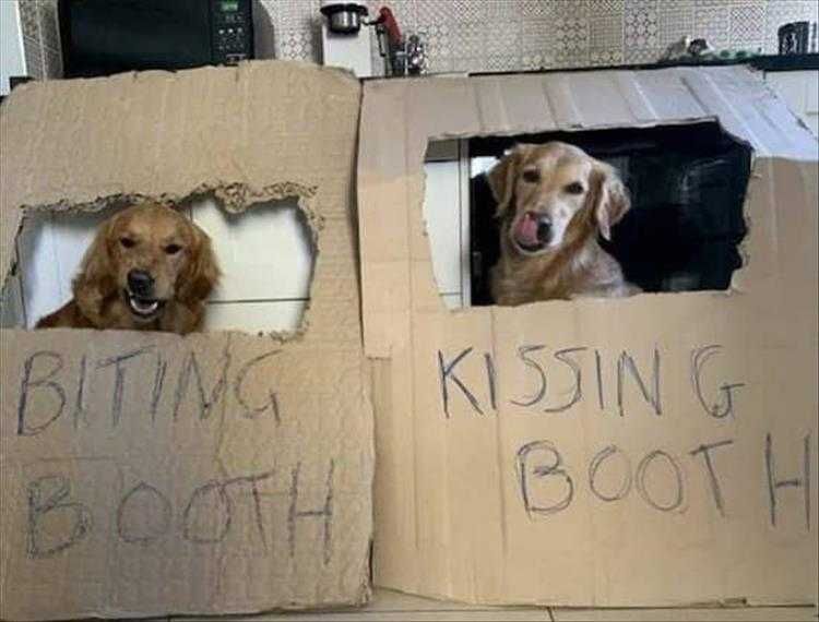 Top 35 Funny Animal Memes Of The Day_6033C6Db3Eb85.Jpeg Animals Being Funny Pics Choose The Right Booth