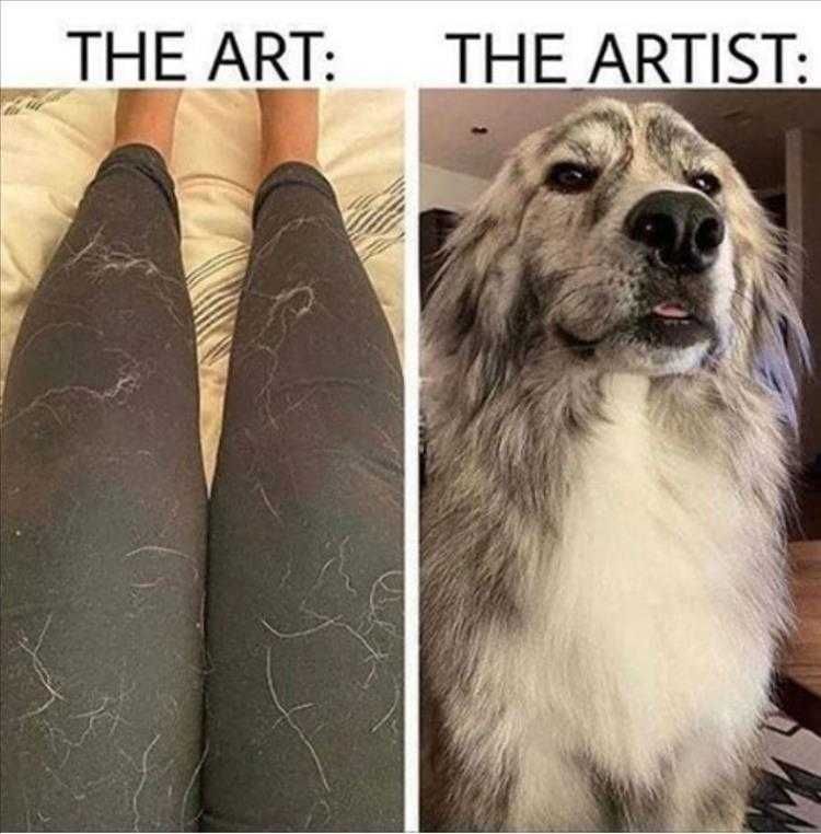 Top 35 Funny Animal Memes Of The Day_6033C6Db81Ffd.jpeg Animals Being Funny Pics Art Vs Artist