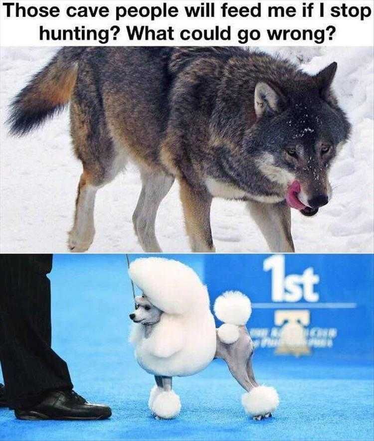 Top 35 Funny Animal Memes Of The Day_6033C6Dbd6A68.Jpeg Animals Being Funny Pics What Could Possibly Go Wrong