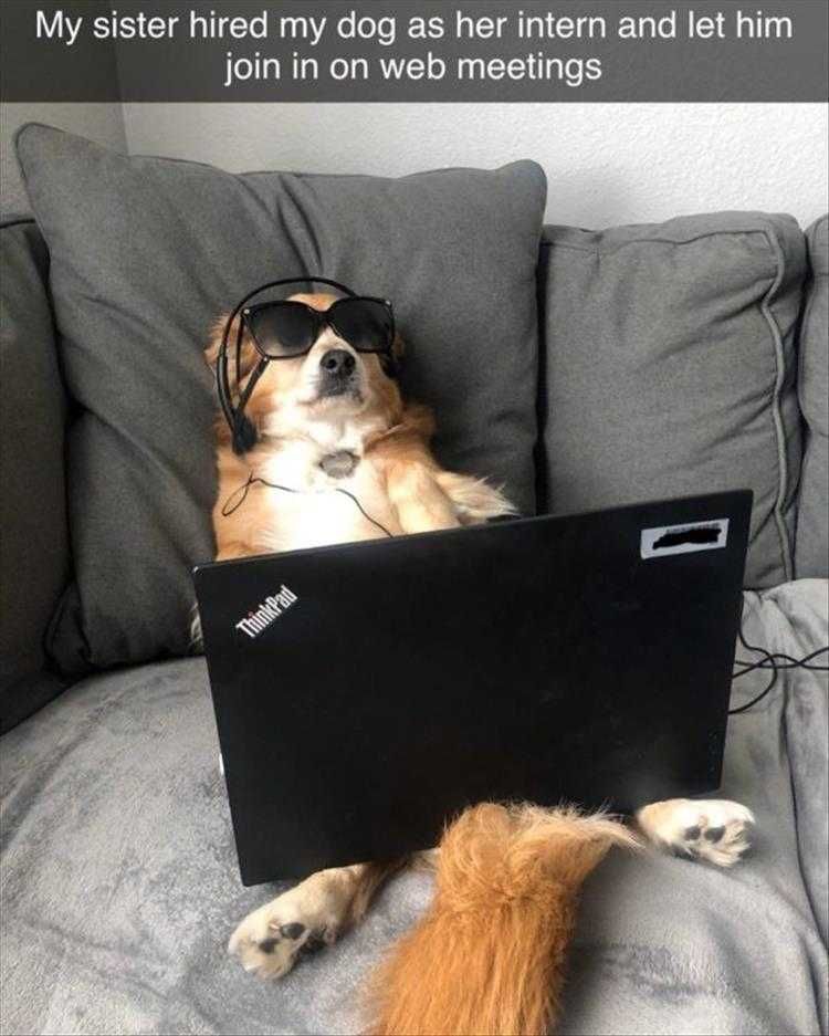 Top 35 Funny Animal Memes Of The Day_6033C6Dcc85Df.jpeg Animals Being Funny Pics Intern Slacking On The Job
