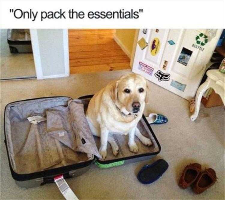 Top 35 Funny Animal Memes Of The Day_6033C6Dd7E901.Jpeg Animals Being Funny Pics Essentials Packed