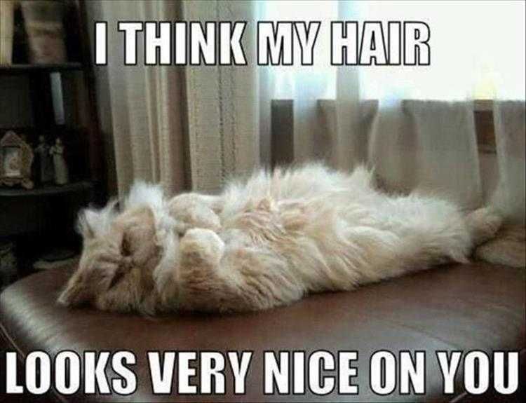 Top 35 Funny Animal Memes Of The Day_6033C6De95Fbc.jpeg Animals Being Funny Pics Thank Me For My Hair