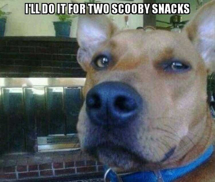 Top 35 Funny Animal Memes Of The Day_6033C6Df4A288.Jpeg Animals Being Funny Pics Scooby Doo