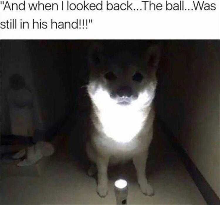 Top 35 Funny Animal Memes Of The Day_6033C6E150B9E.jpeg Animals Being Funny Pics Scary Story