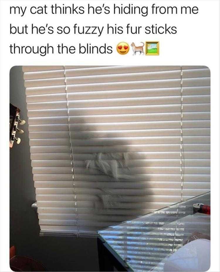 Top 35 Funny Animal Memes Of The Day_6033C6E225338.Jpeg Animals Being Funny Pics Not Quite Camouflaged