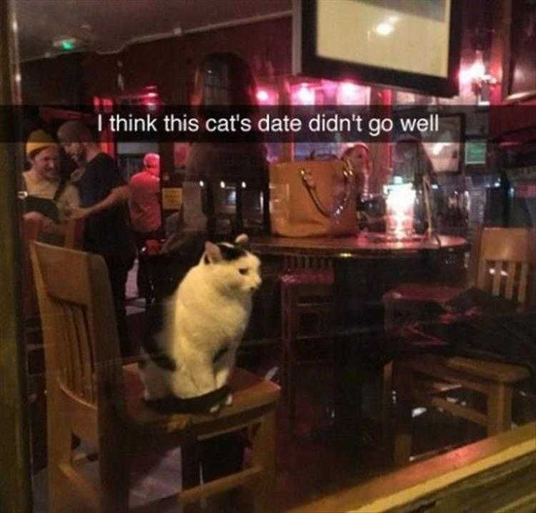 Top 35 Funny Animal Memes Of The Day_6033C6E27D749.Jpeg Animals Being Funny Pics Stood Up Kitten.