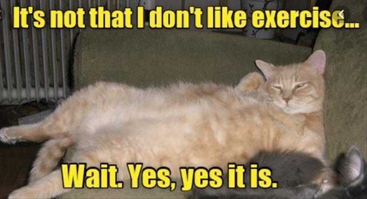 Top 35 Funny Animal Memes Of The Day_6033C6E472F80.Jpeg Animals Being Funny Pics Exercise Sucks. Period.