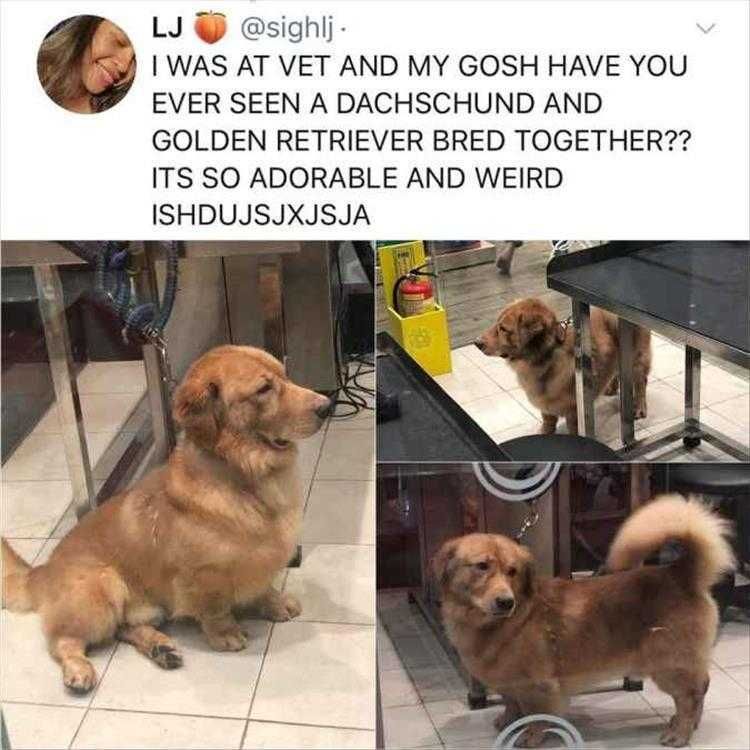 Top 35 Funny Animal Memes Of The Day_6033C6E509Cb4.Jpeg Animals Being Funny Pics Unusual Suspect