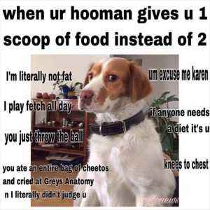 Adorable Dog Pictures  Short Changed On Food
