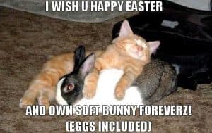 Funny Easter Cat Memes Funny Easter Cat Memes