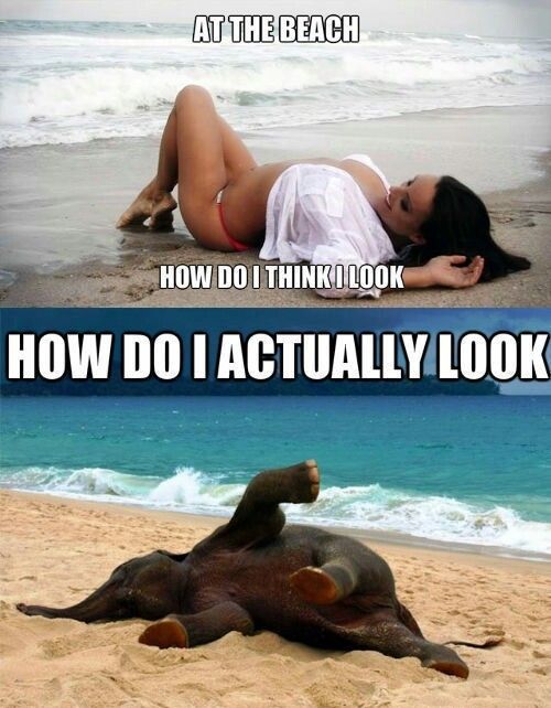 Beach-Memes-Elephant Beach Memes Nailed It