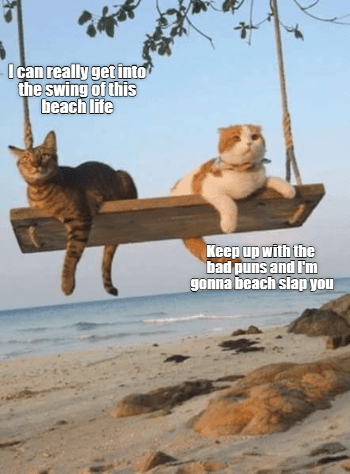 Beach-Memes-Kitties Beach Memes Wave Of Enthusiasm