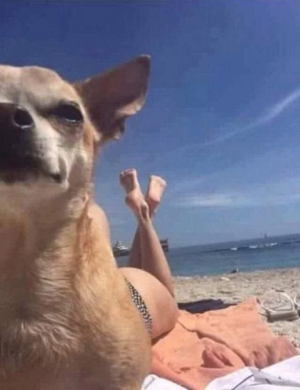 Beach-Memes-Legs Beach Memes This Is Art
