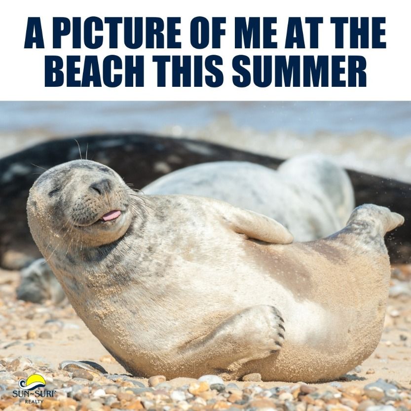 Beach-Memes-Seal Beach Memes Happy And Loving It