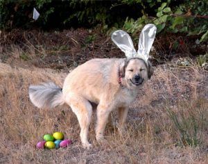 20 Funny Dog Easter Memes To Enjoy While You Binge Eat Easter Eggs 20 Funny Dog Easter Memes To Enjoy While You Binge Eat Easter Eggs