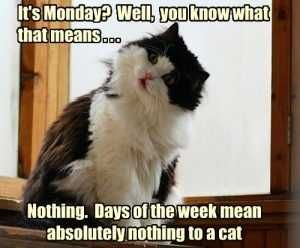 Except-Maybe-Caturday 15 Hilarious Cats Who Understand The Monday Mood