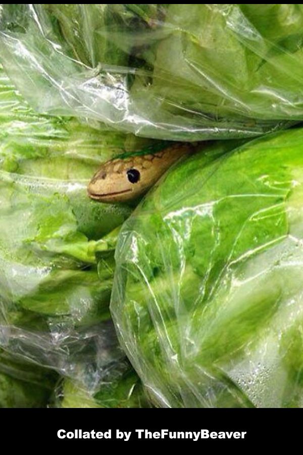 Funny-April-Fools-Ideas-10 Funny April Fools Ideas Snakes In Lettuce