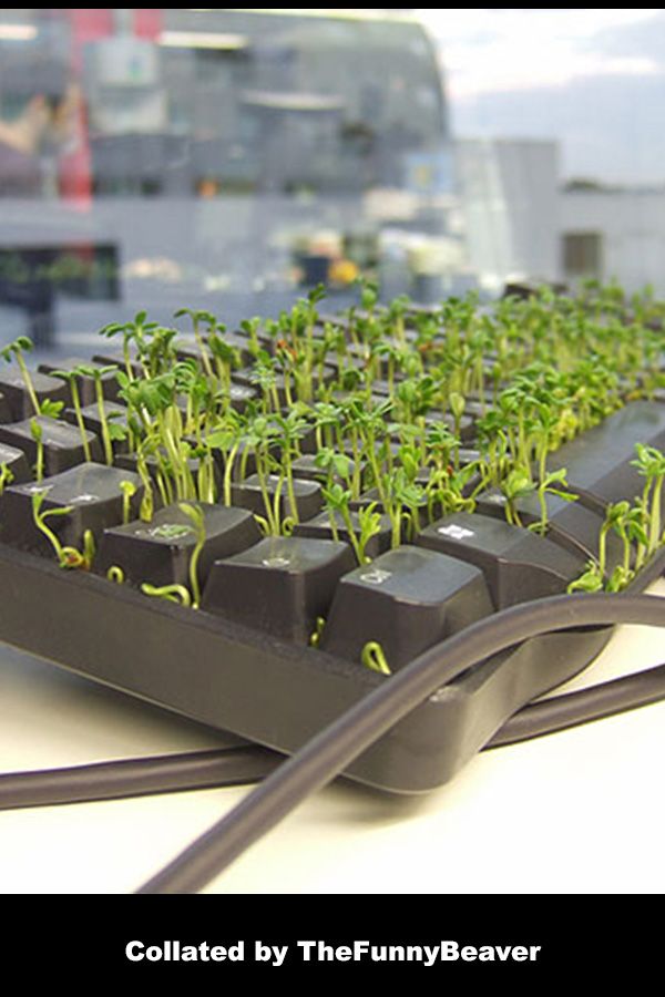 Funny-April-Fools-Ideas-24 Funny April Fools Ideas Chia Keyboard 2