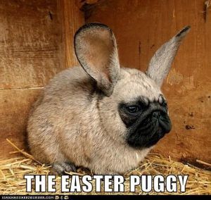 20 Funny Dog Easter Memes To Enjoy While You Binge Eat Easter Eggs 20 Funny Dog Easter Memes To Enjoy While You Binge Eat Easter Eggs