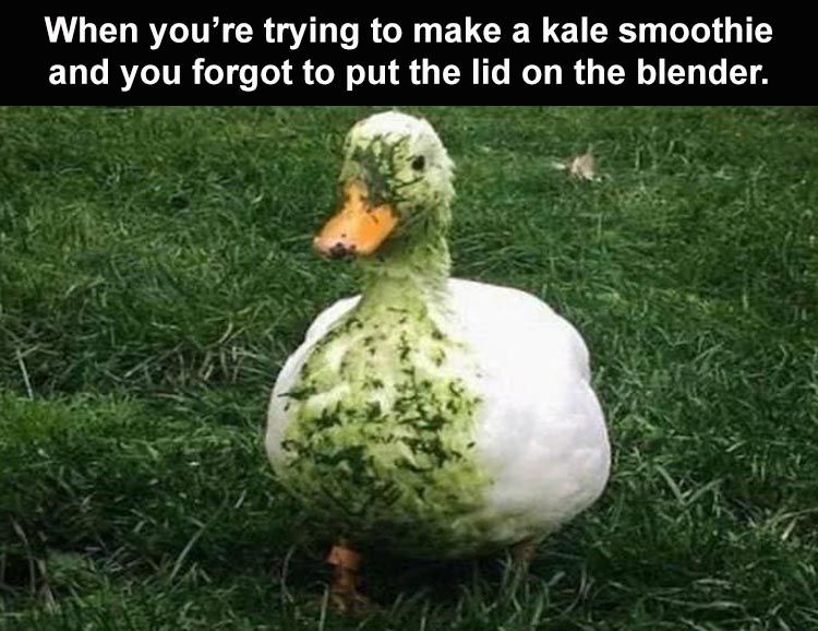 Hilarious Memes About Life Oops