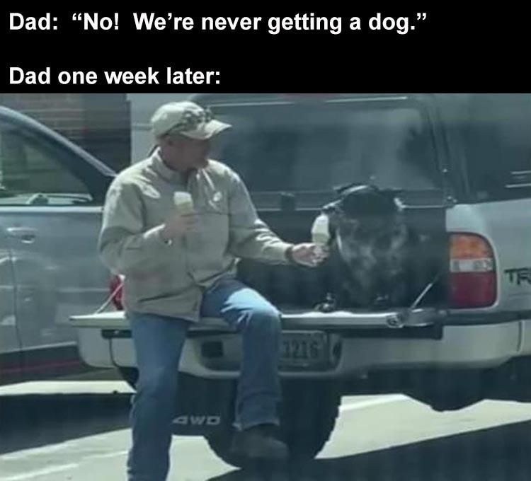 Hilarious Memes About Life Marley And Me